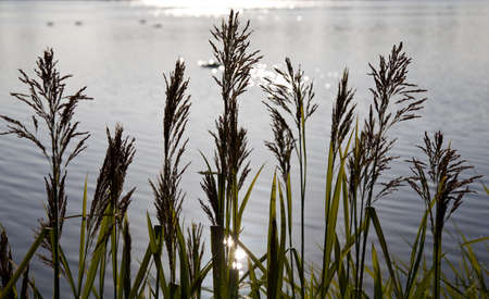 Lake scene with grasses framing a sunlit lakeの写真素材