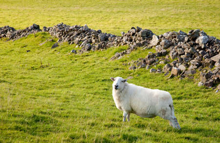 Close of of welsh hill sheep in meadowの写真素材
