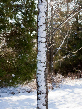 Old knotted tree with blown snow sticking to the barkの写真素材