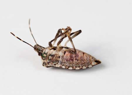 Stink bug or Shield bug lying on its back with its legs in the air