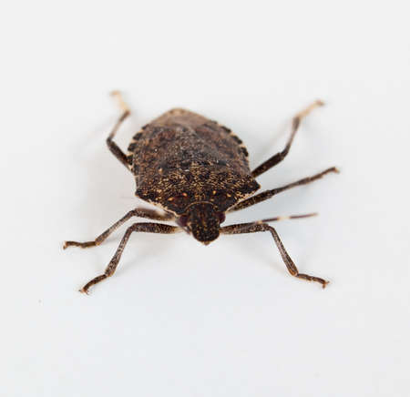 Stink bug or Shield bug facing the camera on a white backgroundの写真素材