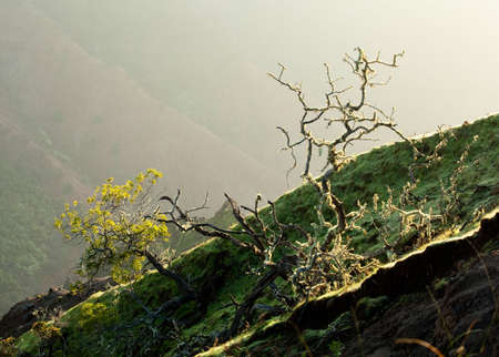 Backlit by rising sun, bright yellow lichen lines the twigs of a bare tree on the side of Waimea...