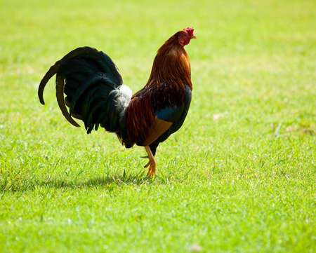 Wild cockerel on Kauai pacing across a bright green meadow