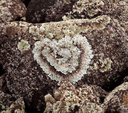 Romantic heart shaped lichen growing on a rock by a beachの写真素材