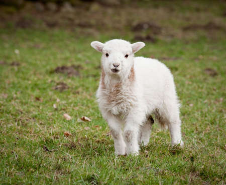 Young newly born lamb in meadow in Walesの写真素材