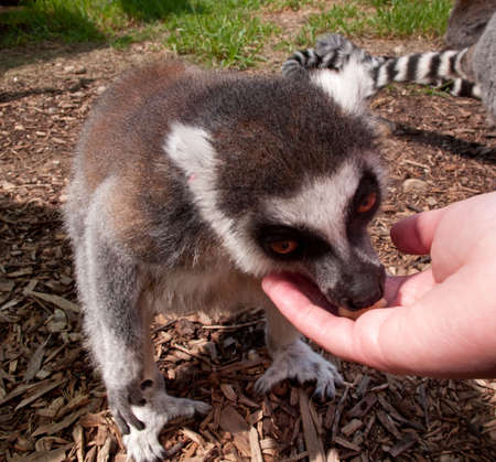 Ring tailed lemur eating food out of an offered handの写真素材