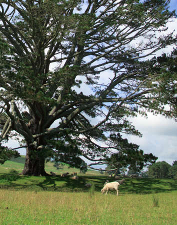The Shire in the Lord of the Rings was set in this rolling valley in New Zealandの写真素材