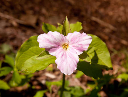 Individual trillium plant flowers in late April and early May on Appalachian trailの写真素材