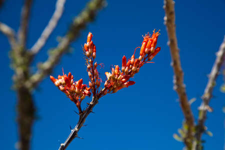 Appears dead through most of the year and flowers after rain in Anza Borrego desertの写真素材