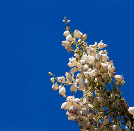 Close up of many blossoms of Mojave Yucca or Spanish Dagger tree in Anzo-Borrego desertの写真素材