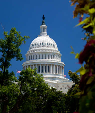 The Capitol building in Washington DC framed by tree with flowers in the foregroundの写真素材