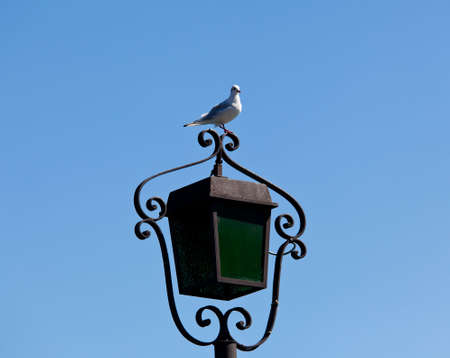 Lamp by side of Lake Garda with gull sitting on the topの写真素材