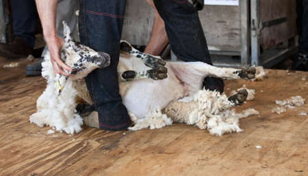 Shearing sheep at agricultural show in competitionの写真素材