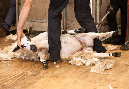 Shearing sheep at agricultural show in competitionの写真素材