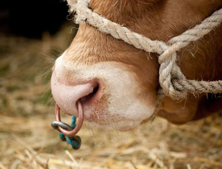 Copper ring in the nose of a bull at agricultural fairの写真素材