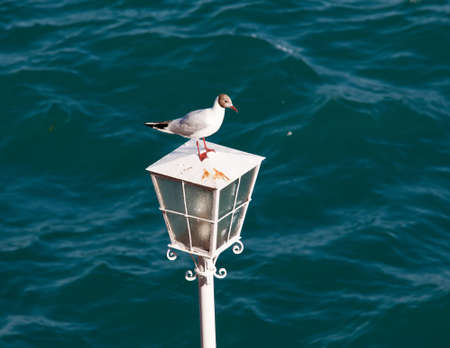 Lamp by side of Lake Garda with gull sitting on the topの写真素材