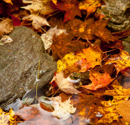 Small frog in autumn leaves in a river with its head peeping above the water surfaceの写真素材