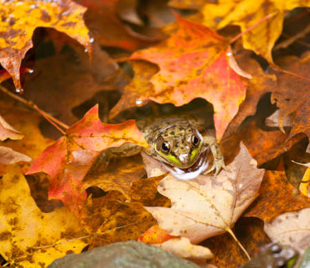 Small frog in autumn leaves in a river with its head peeping above the water surfaceの写真素材