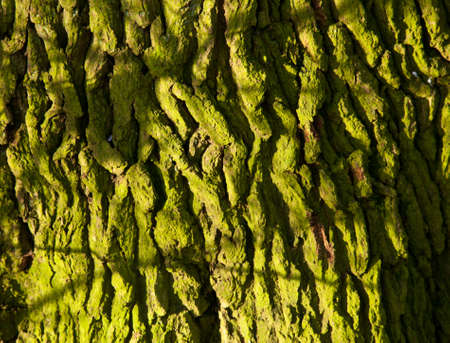 Close up of bark on tree trunk covered in green mossy lichenの写真素材