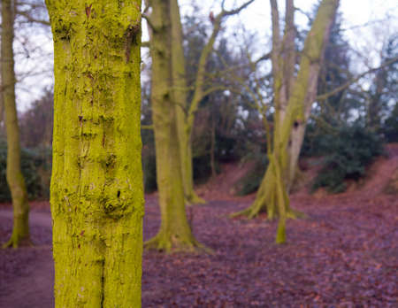 Close up of bark on tree trunk covered in green mossy lichen with other trees behind