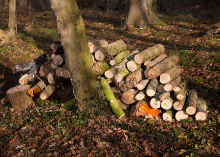 Firewood cut in forest and stacked with the sun shining on the pile