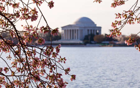 Jefferson Memorial at dawn by Tidal Basin and surrounded by pink Japanese Cherry blossomsの写真素材
