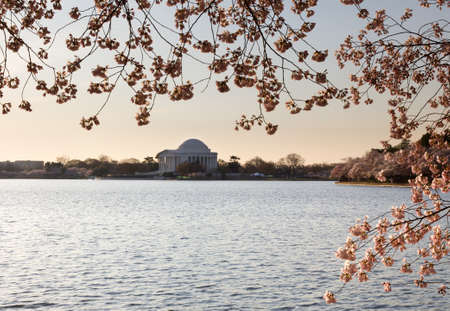 Jefferson Memorial at dawn by Tidal Basin and surrounded by pink Japanese Cherry blossomsの写真素材
