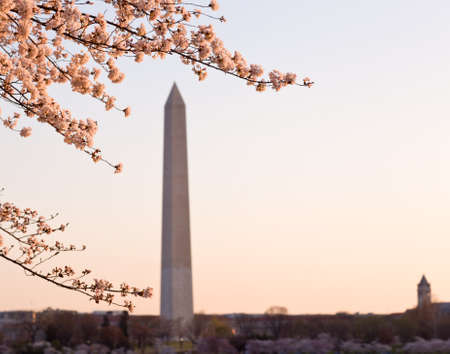 Washington Monument by Tidal Basin and surrounded by pink Japanese Cherry blossomsの写真素材