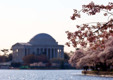 Jefferson Memorial at dawn by Tidal Basin and surrounded by pink Japanese Cherry blossomsの写真素材