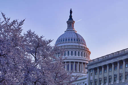 Brightly lit dawn sky behind the illuminated dome of the Capitol in Washington DC with Cherry Blossoms in the foregroundの写真素材