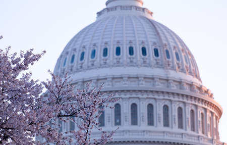 Brightly lit dawn sky behind the illuminated dome of the Capitol in Washington DC with Cherry Blossoms in the foregroundの写真素材