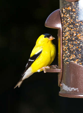 Bright yellow goldfinch eating from the opening in a modern bird feeder with very dark out of focus backgroundの写真素材