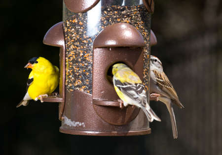 Bright yellow goldfinch eating from the opening in a modern bird feeder with very dark out of focus backgroundの写真素材