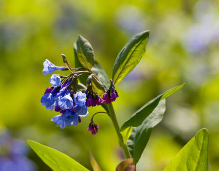 Fresh wild bluebells in a forest in the spring as the blooms start to blossomの写真素材