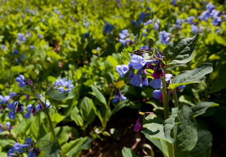 Fresh wild bluebells in a forest in the spring as the blooms start to blossomの写真素材