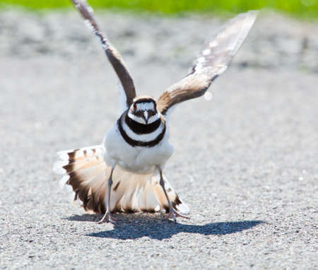 Killdeer birds lay their eggs on the ground by the side of roads and display an aggressive posture to ward of any dangerous animalsの写真素材