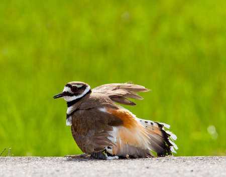 Killdeer birds lay their eggs on the ground by the side of roads and display an aggressive posture to ward of any dangerous animalsの写真素材