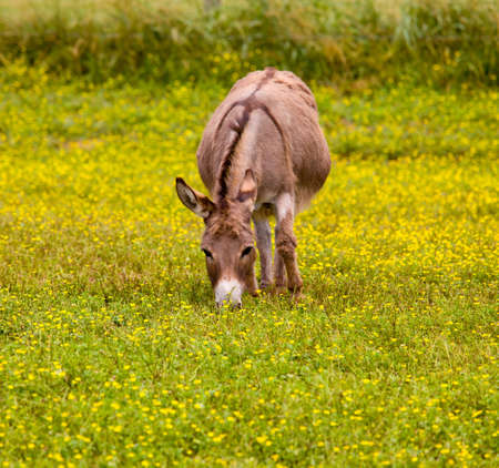 Young baby donkey in a meadow full of wildflowersの写真素材
