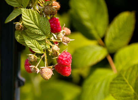 Close up of raspberry berries on vine with out of focus leaves in the background