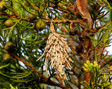 Close up of a bag worm handing from a pine treeの写真素材