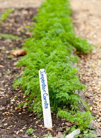 Row of carrots growing in kitchen gardenの写真素材