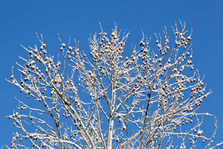Snow covered branches of large tree with fruit or nuts against a blue skyの写真素材