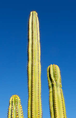 Trio of different sized Saguaro cactus tree set against bright blue skyの写真素材