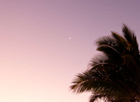 Sunrise with palm tree and crescent moon in skyの写真素材