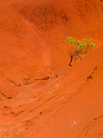Red sandstone rocks in Waimea Canyon on Kauai with single green treeの写真素材