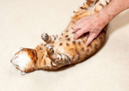 Yound bengal cat on its back on carpet and having its tummy tickledの写真素材