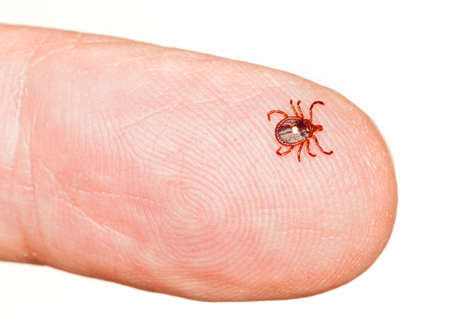 Close up of lone star or seed tick in macro on a male finger isolated on whiteの写真素材