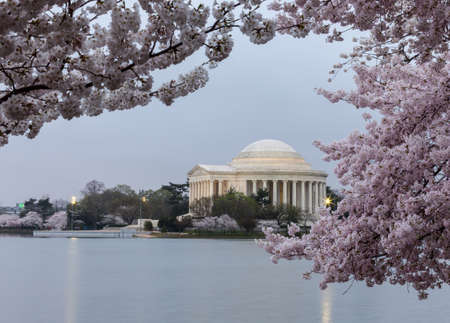Cherry blossoms surround the Jefferson Memorial floodlit at dawnの写真素材