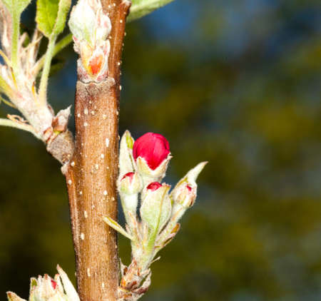 Flowers of apple blossom tree growing on small branchの写真素材