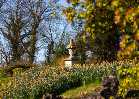 Bank of daffodil flowers with an old garden urn in peaceful sceneの写真素材